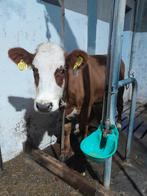 Blaarkop koe, Dieren en Toebehoren, Oktober, Vrouwelijk