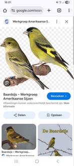 Gezocht koppel baardsijzen, Dieren en Toebehoren, Ophalen of Verzenden