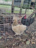 gratis kip met haan gereserveerd, Dieren en Toebehoren, Meerdere dieren, Kip