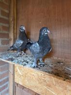 Kelebek duiven, Dieren en Toebehoren, Ophalen