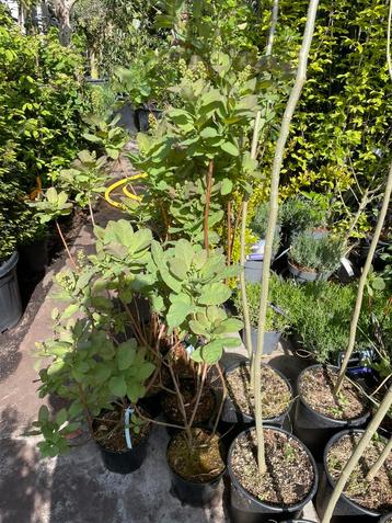 Pruiken boom of continius grace smoke bush pin super appart  beschikbaar voor biedingen