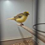 Five fancy kanarie man, Dieren en Toebehoren, Vogels | Kanaries, Mannelijk, Postuurkanarie