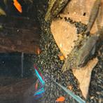 Platty s visjes, Dieren en Toebehoren, Vissen | Aquariumvissen, Vis