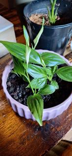 Tropische stekjes terrarium, Ophalen of Verzenden, Nieuw, Plant(en), Steen of Hout