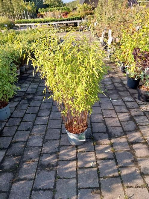Fargesia Bamboe - Niet Woekerend, Tuin en Terras, Planten | Tuinplanten, Vaste plant, Siergrassen, Halfschaduw, Bloeit niet, Ophalen