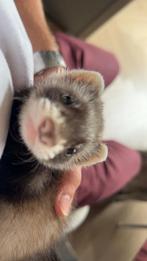 Fret, Dieren en Toebehoren, Overige Dieren, Mei, Vrouwelijk