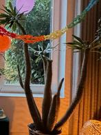 Madagascar Palm - Pachypodium- kaktus, Eén persoon, Cadeaubon