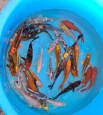 Mix Koi - Koi karper 18 / 20 cm bij Koidreams in Valburg