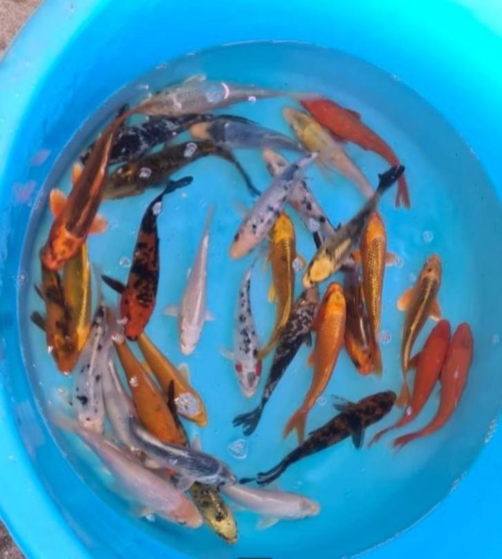 Mix Koi - Koi karper 18 / 20 cm bij Koidreams in Valburg, Dieren en Toebehoren, Vissen | Vijvervissen, Karper of Koi