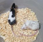 2 bonte muisjes koetjes splashed rex man muis koppel, Muis, Mannelijk, December, Tam