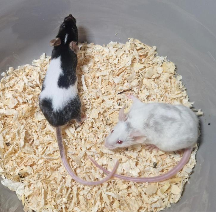 2 bonte muisjes koetjes splashed rex man muis koppel, Dieren en Toebehoren, Knaagdieren, Mannelijk, Muis, December, Tam