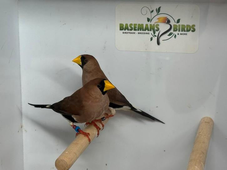 Maskeramadines - Poephila personata, Dieren en Toebehoren, Vogels | Overige Vogels, Tropenvogel, Meerdere dieren, Geringd