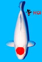 VHQ JUMBO TOSAI SHOWA DAINICHI Kohaku tancho showkwaliteit, Karper of Koi