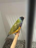 Gould amadine cinnamon, Dieren en Toebehoren, Vogels | Overige Vogels, Mannelijk, Tropenvogel, Geringd