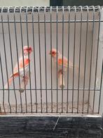 Rood ivoor mozieken (ook rood mozaiek), Dieren en Toebehoren, Vogels | Kanaries, Meerdere dieren, Kleurkanarie