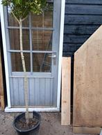 2 ( bol)boompjes op stam: 20 euro per stuk., Tuin en Terras, Planten | Bomen, Overige soorten, 100 tot 250 cm, Zomer, Ophalen