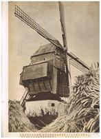 Belgie  Molen, Verzamelen, Ansichtkaarten | België, 1940 tot 1960, Ongelopen, Ophalen of Verzenden, West-Vlaanderen