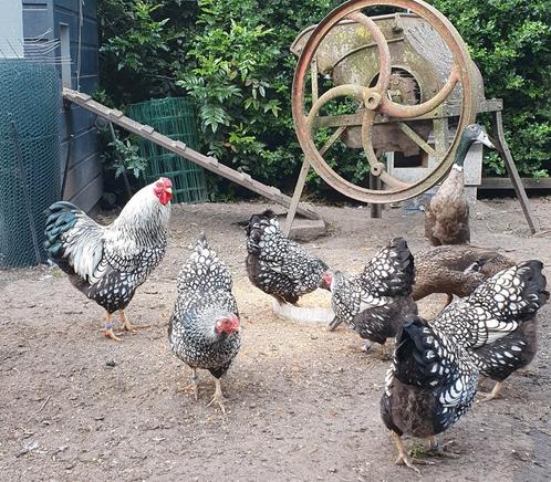 6-7: Wyandotte krielhennen en kuikens, zwartwit gezoomd, Dieren en Toebehoren, Pluimvee, Kip, Meerdere dieren