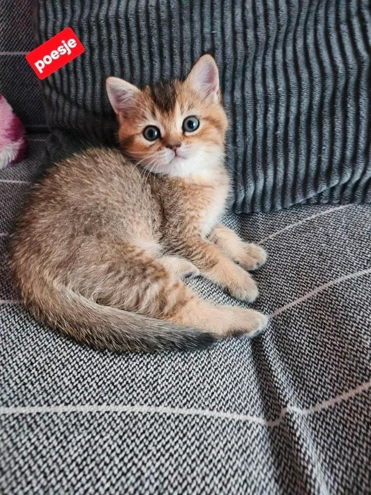 Britse Korthaar Kitten, Dieren en Toebehoren, Katten en Kittens | Raskatten | Korthaar, Meerdere dieren, 0 tot 2 jaar, Ontwormd