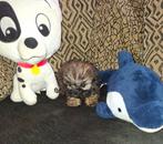 Zeer mooi shih tzu x maltezer reu beschikbaar zeer huiselijk, Dieren en Toebehoren, Maltezer, Reu, CDV (hondenziekte), 8 tot 15 weken