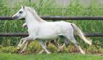 Prachtige Welsh A merries Bruin en schimmel, Dieren en Toebehoren, Pony's, 7 tot 10 jaar, B pony (1.17m tot 1.27m), Onbeleerd
