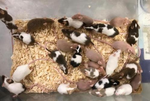 Diverse soorten en kleuren Muizen / Muis, Dieren en Toebehoren, Knaagdieren, Meerdere dieren, Muis, Na 1 juli 2024, Tam