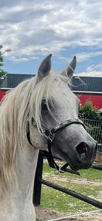 Arabische hengst, Dieren en Toebehoren, Pony's, E pony (1.48m - 1.57m), Met stamboom, Hengst, L