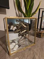 Taxidermie vlinders in glazen vitrine met spiegel, Minder dan 50 cm, Ophalen of Verzenden, Zo goed als nieuw, Minder dan 100 cm