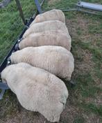 Stamboek ramlammeren Bleu du Maine voor de fokkerij, Mannelijk, Schaap, 0 tot 2 jaar