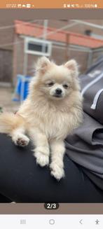 Niet te koop!! Alleen ter dekking!, Reu, CDV (hondenziekte), 1 tot 2 jaar, Eén hond