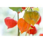 Physalis alkekengi Franchetii - Lampionplant, Ophalen, Overige soorten, Struik, Minder dan 100 cm