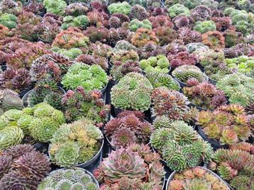 Sempervivum Rotsplanten Vetplanten € 1,00 per stuk beschikbaar voor biedingen