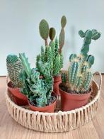 Cactus/Cactussen H: 19-33 cm. Ø 9/10,5/12 cm. 2 voor € 10,-, Ophalen, Cactus, Minder dan 100 cm, Volle zon