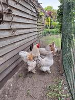 Broedeieren brahma groot, Dieren en Toebehoren, Pluimvee, Geslacht onbekend, Kip
