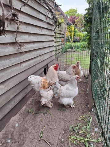 Broedeieren brahma groot beschikbaar voor biedingen