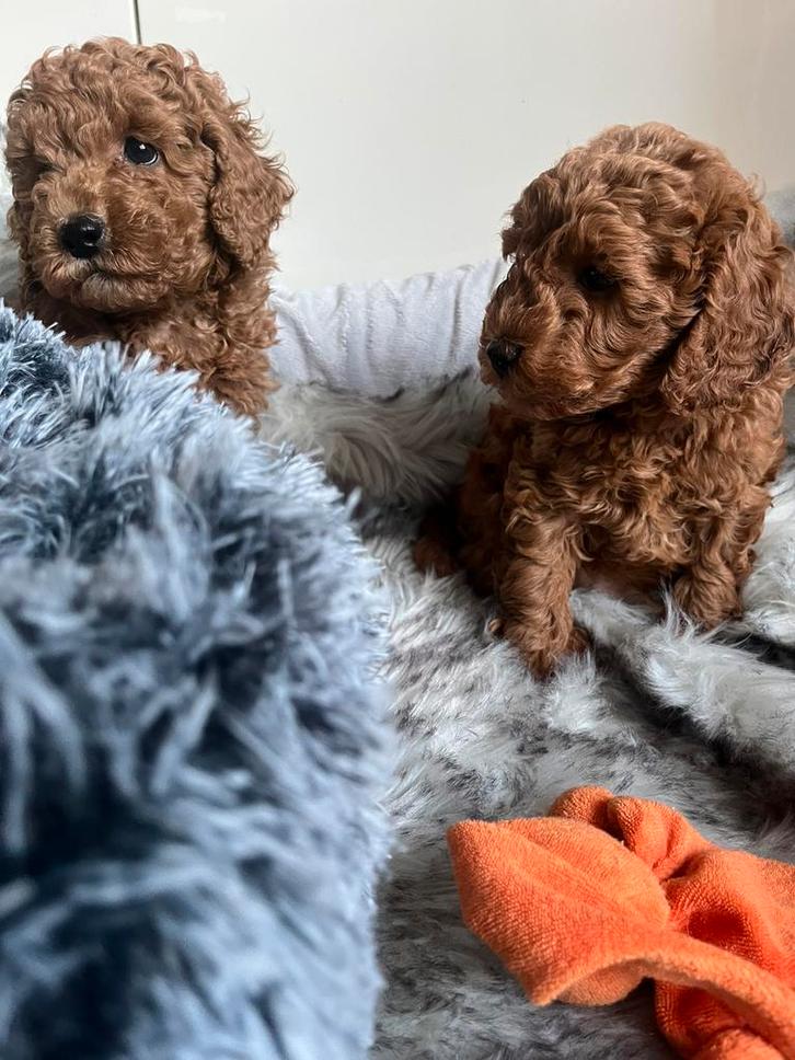 Prachtige cockapoo pups, Dieren en Toebehoren, Honden | Chihuahua's en Gezelschapshonden, Meerdere dieren, Overige rassen, Particulier