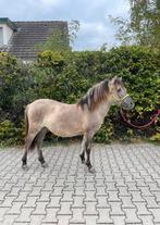 Te koop jaarling hengst, Dieren en Toebehoren, Pony's, Hengst, Niet van toepassing, C pony (1.27m tot 1.37m), 0 tot 2 jaar