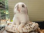 Lief mini-lop mannetje zoekt een goed thuis, Dieren en Toebehoren, Mannelijk, Dwerg