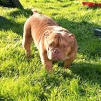 American bully micro teef, Dieren en Toebehoren, Particulier, Rabiës (hondsdolheid), Overige rassen, 1 tot 2 jaar