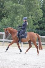 paardrijles, bosritten en Lease in Aalsmeer