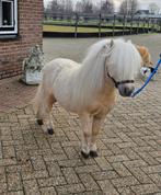 Zeer mooie palomino shetland hengst, Met stamboom, Hengst, A pony (tot 1.17m), 3 tot 6 jaar