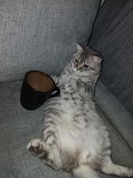 Britsche korthaar haar, Kater, Gechipt