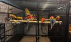 NIEUWE VOLIERE VOOR ARA OF SPLENDID 160 KG, Dieren en Toebehoren, Ophalen of Verzenden, Nieuw, Metaal, Volière