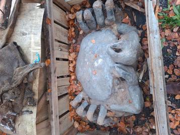 Versteende / fossiele krab beschikbaar voor biedingen