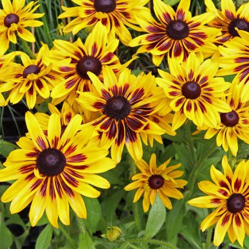 Zaden Rudbeckia Smiley Big Kiss, Tuin en Terras, Bloembollen en Zaden, Zaad, Voorjaar, Volle zon, Verzenden