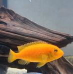 Malawi Sichlide 4 Stuks Oranje, Dieren en Toebehoren, Vis, Zoetwatervis, Schoolvis