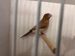 Koppeltje zilverbekjes, Dieren en Toebehoren, Vogels | Overige Vogels, Meerdere dieren, Tropenvogel, Geringd