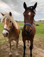 Dierenverzorger gezocht Woerden-west, April, Meerdere dieren
