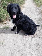 Enthousiast baasje gezocht voor Gurbe!, 15 weken tot 1 jaar, Reu, CDV (hondenziekte), Eén hond