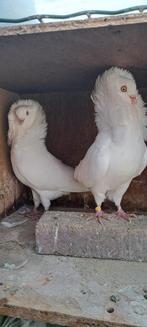Te koop sierduiven Oudhollands kapucijnen duiven, Dieren en Toebehoren, Vogels | Duiven, Meerdere dieren, Overige soorten